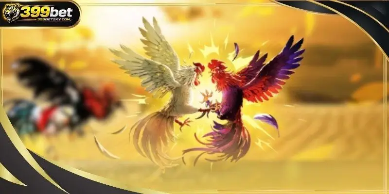 Cockfighting C1 league