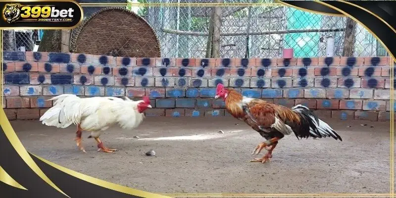 A close-up shot of an elite avian fighter during training C1 league