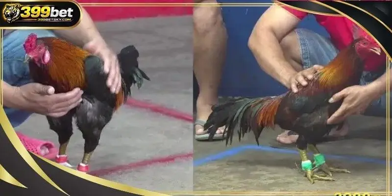 Fight quality comparison